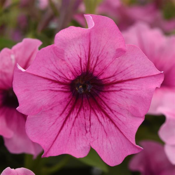Going Away for Fourth of July? How to Prepare Your Plants Before a Long Weekend