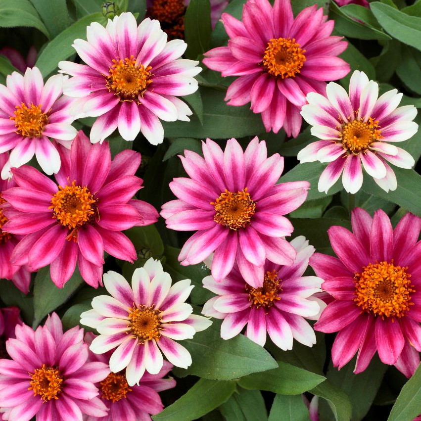 Choosing the Right Zinnia for Your Cut Flower Garden