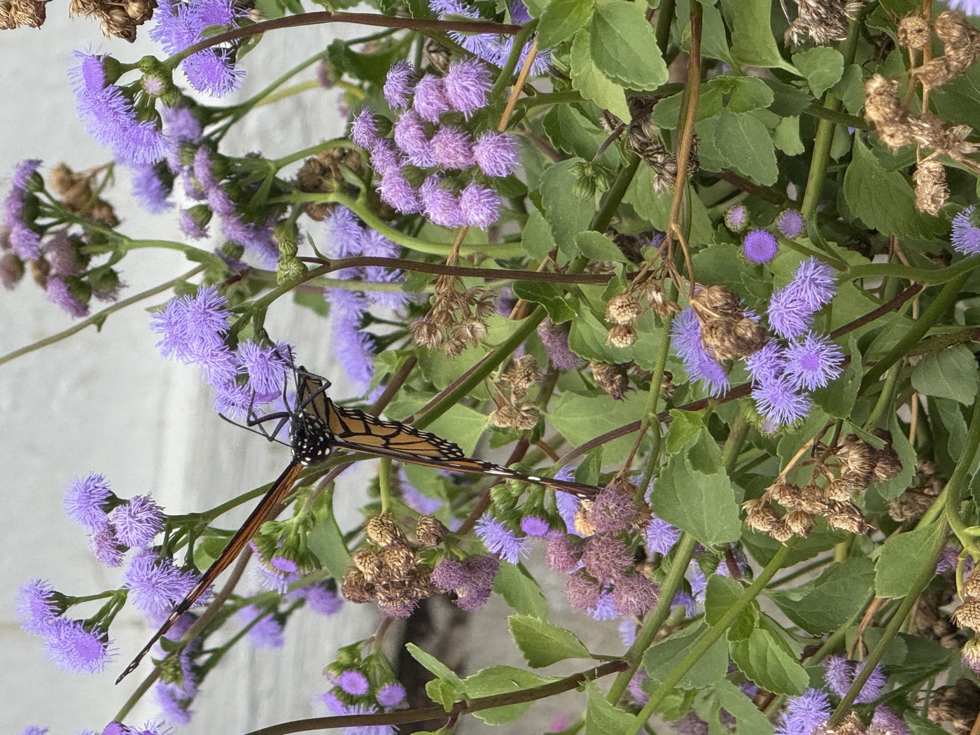 What Pollinators You’ll See in Indiana This June