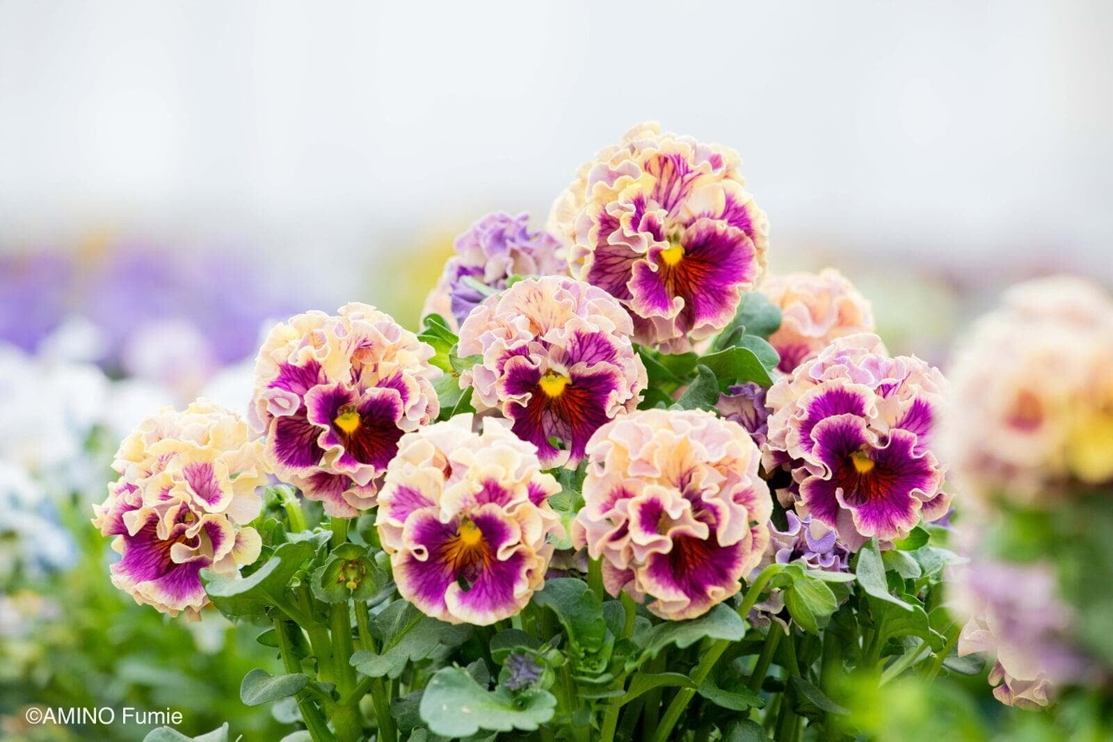 Antoinette Collection pansies in peach and magenta