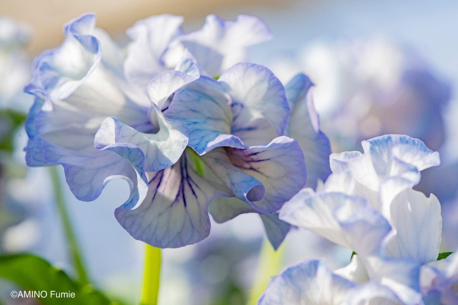 Ice-blue Antoinette pansy