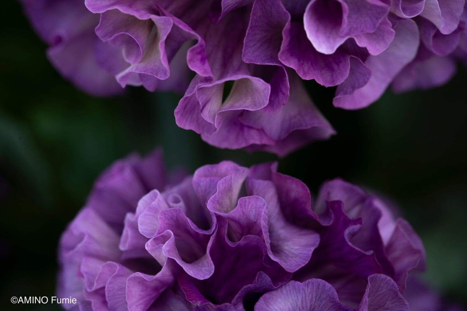 Violet Antoinette pansy close-up, every petal edge ruffled