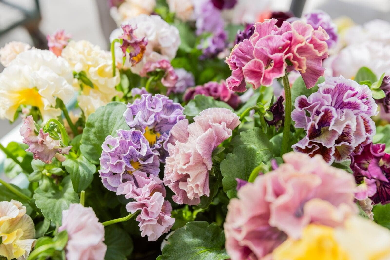 A mixed bench of Antoinette Collection pansies