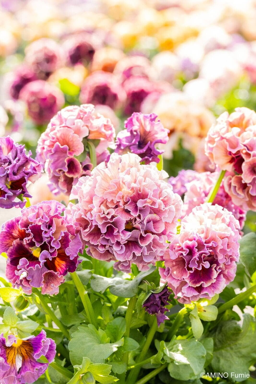 Antoinette Collection pansies