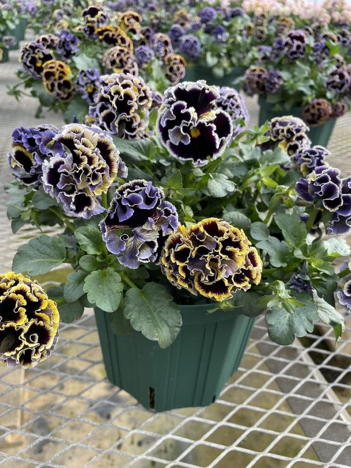 A full Dawn to Dusk plant in a pot