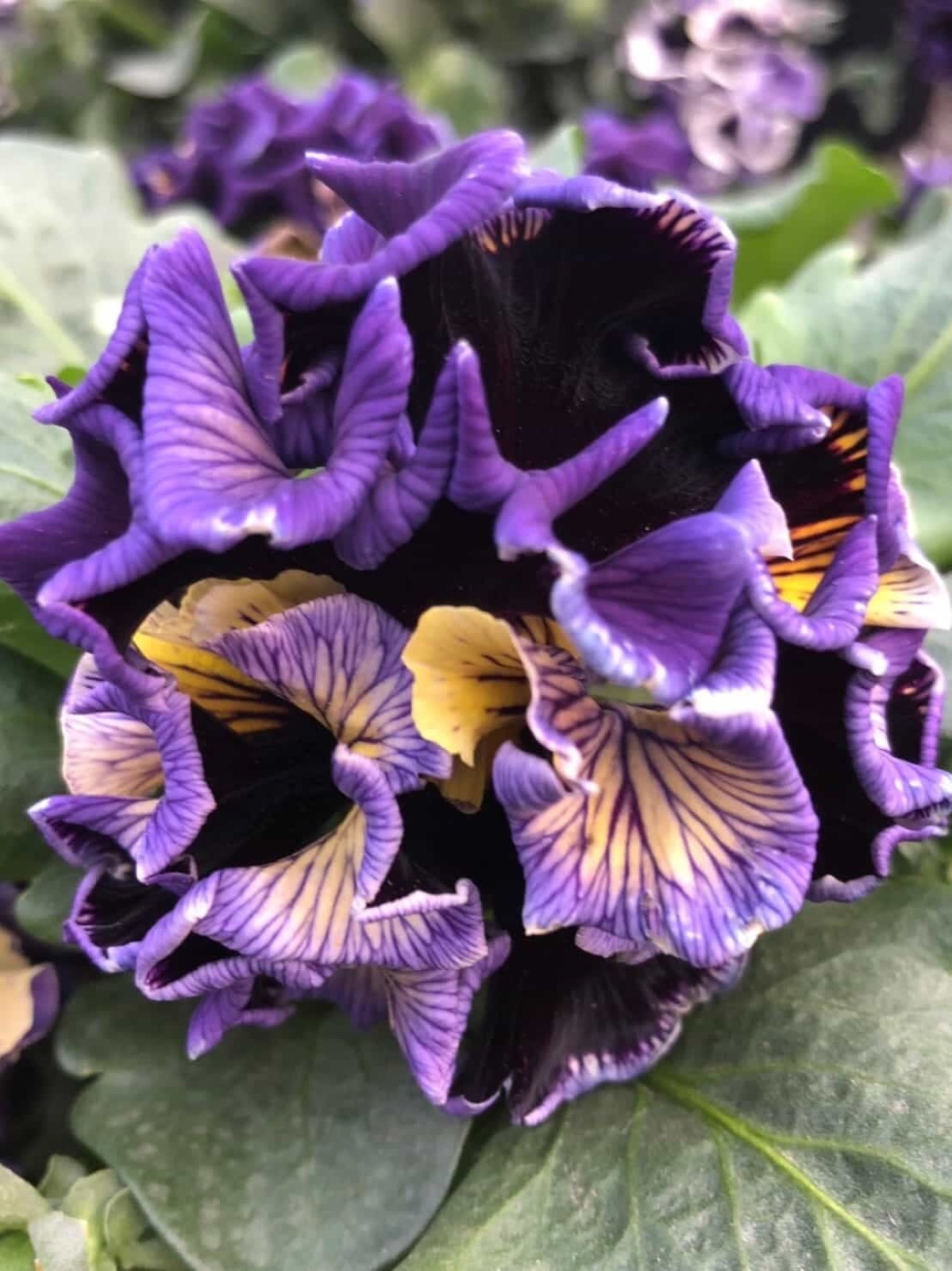 Dawn to Dusk pansy close-up