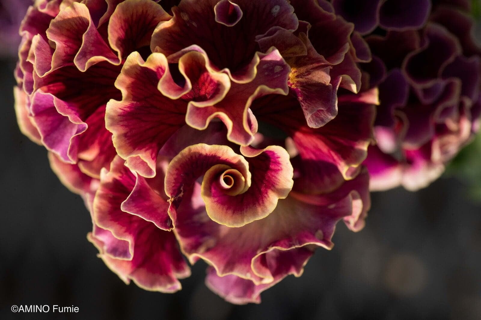 Twilight Collection wine pansy