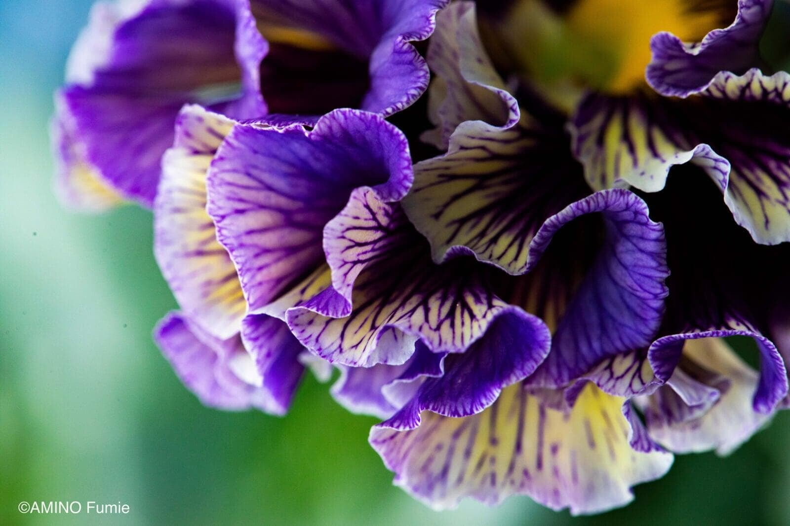 Violet Twilight Collection pansy with gold veining